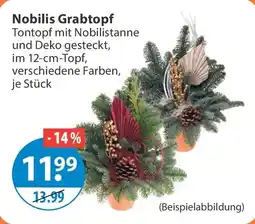 V Markt Nobilis Grabtopf Angebot