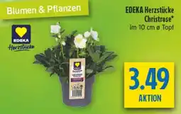 diska EDEKA Herzstücke Christrose Angebot