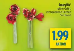 diska Amaryllis* Angebot