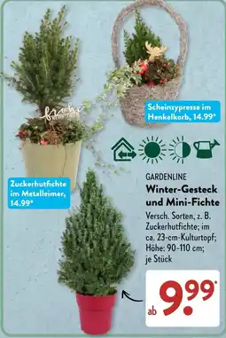 Aldi Süd GARDENLINE Winter-Gesteck und Mini-Fichte Angebot