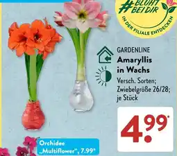 Aldi Süd GARDENLINE Amaryllis in Wachs Angebot