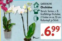 Aldi Süd GARDENLINE Orchidee Angebot
