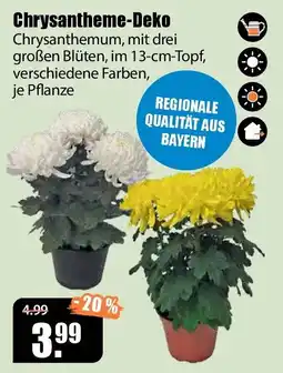 V Baumarkt Chrysantheme-Deko Angebot