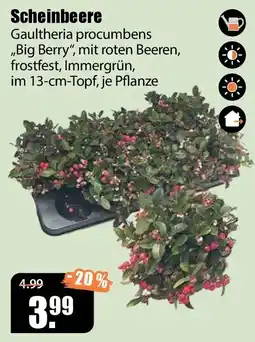 V Baumarkt Scheinbeere Gaultheria procumbens Angebot