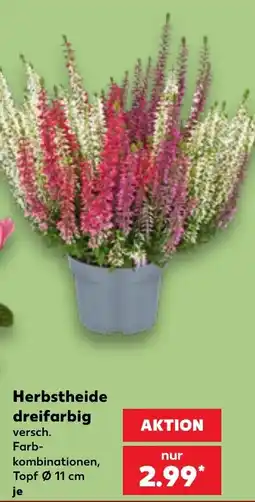 Kaufland Herbsttheide dreifarbig Angebot