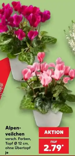 Kaufland Alpen-veilchen Angebot