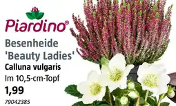 Bauhaus Piardino Besenheide 'Beauty Ladies' Calluna vulgaris Angebot