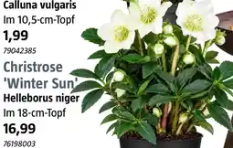 Bauhaus Christrose 'Winter Sun' Helleborus niger Angebot