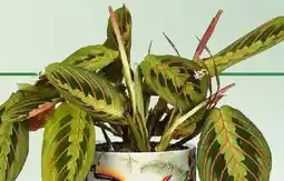 Bauhaus Bunte Pfeilwurz Maranta leuconeura Angebot