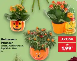 Kaufland Halloween-Pflanzen Angebot