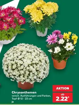 Kaufland Chrysanthemen Angebot