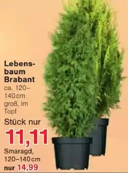 Jawoll Lebensbaum Brabant Angebot