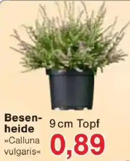 Jawoll Besenheide »Calluna vulgaris« Angebot