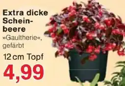 Jawoll Extra dicke Scheinbeere »Gaultherie«, gefärbt Angebot