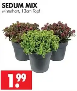 Wreesmann SEDUM MIX Angebot