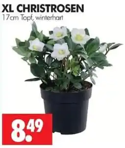 Wreesmann XL CHRISTROSEN Angebot