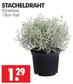 Wreesmann STACHELDRAHT Angebot