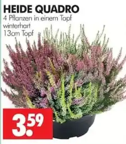 Wreesmann HEIDE QUADRO Angebot