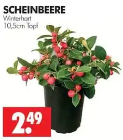 Wreesmann Scheinbeere Angebot