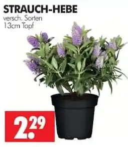 Wreesmann STRAUCH-HEBE Angebot