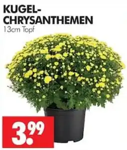 Wreesmann KUGEL-CHRYSANTHEMEN Angebot