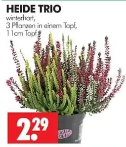 Wreesmann HEIDE TRIO Angebot