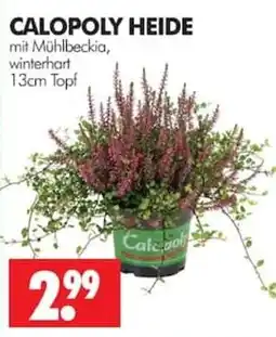Wreesmann CALOPOLY HEIDE Angebot