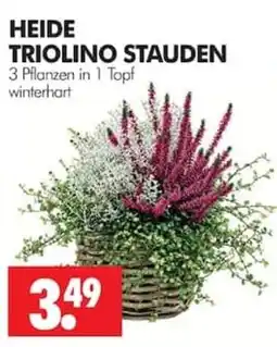 Wreesmann HEIDE TRIOLINO STAUDEN Angebot
