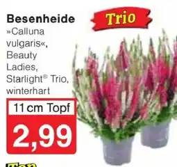 Jawoll Besenheide Trio Angebot