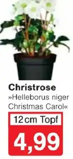 Jawoll Christrose »Helleborus niger Christmas Carol« Angebot