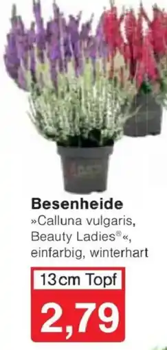 Jawoll Besenheide »Calluna vulgaris, Beauty Ladies®« Angebot