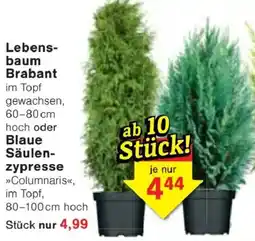 Jawoll Lebensbaum Brabant oder Blaue Säulenzypresse Angebot