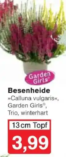 Jawoll Besenheide »Calluna vulgaris«, Garden Girls® Angebot