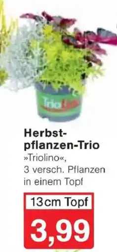 Jawoll Herbst-pflanzen-Trio »Triolino« Angebot