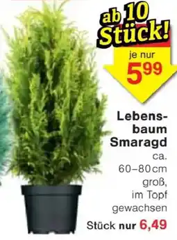 Jawoll Lebensbaum Smaragd Angebot