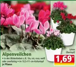 Norma Alpenveilchen Angebot