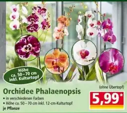 Norma Orchidee Phalaenopsis Angebot
