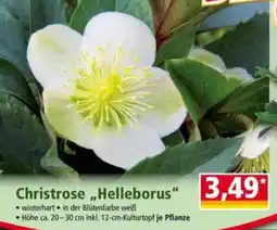 Norma Christrose "Helleborus" Angebot