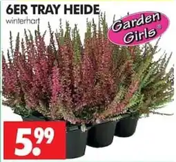 Wreesmann 6ER TRAY HEIDE winterhart Angebot