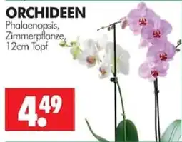 Wreesmann ORCHIDEEN Phalaenopsis, Zimmerpflanze, 12cm Topf Angebot