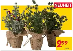 Rusta NEUHEIT Angebot