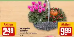 REWE Herbstgefäß bepflanzt Angebot