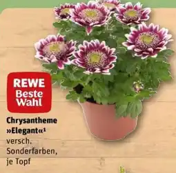 REWE Chrysantheme »Elegant« Angebot