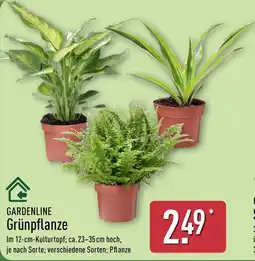 Aldi Nord GARDENLINE GrünPflanze Angebot