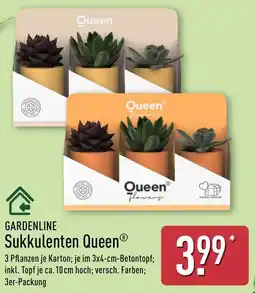 Aldi Nord Sukkulenten Queen® Angebot