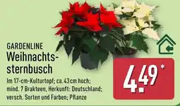 Aldi Nord GARDENLINE Weihnachtssternbusch Angebot