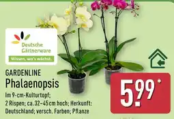 Aldi Nord GARDENLINE Phalaenopsis Angebot