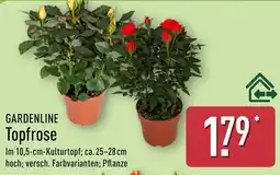 Aldi Nord GARDENLINE Topfrose Angebot