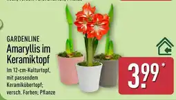 Aldi Nord GARDENLINE Amaryllis im Keramiktopf Angebot