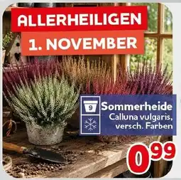 CENTERSHOP Sommerheide Calluna vulgaris, versch. Farben Angebot